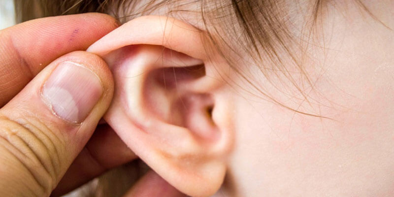 ear cartilage